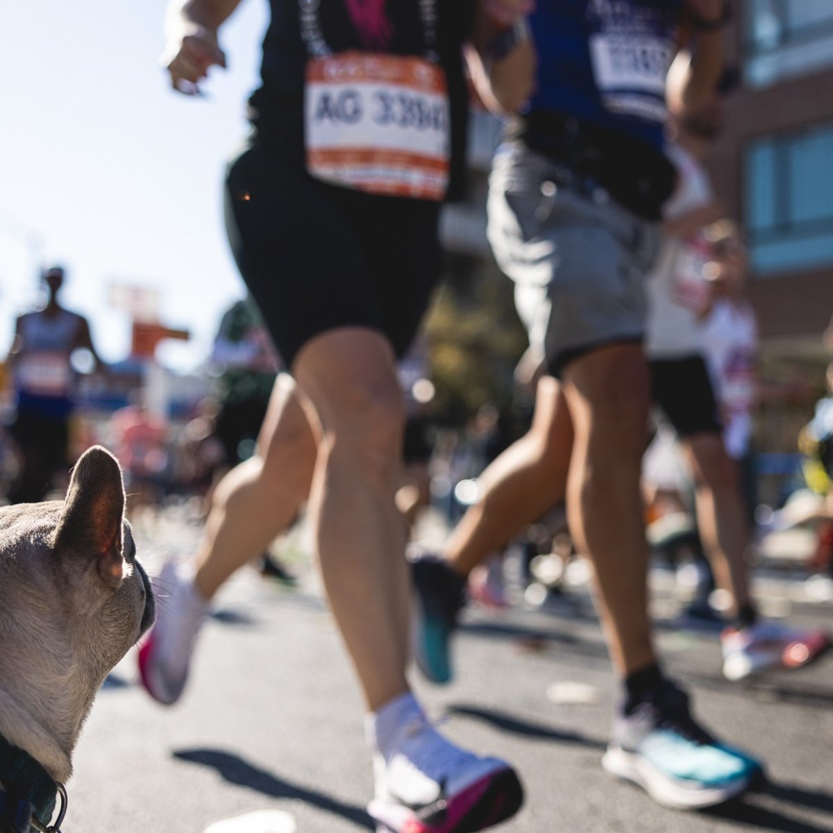 Dog watching runners
