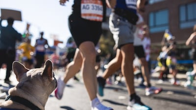 Dog watching runners