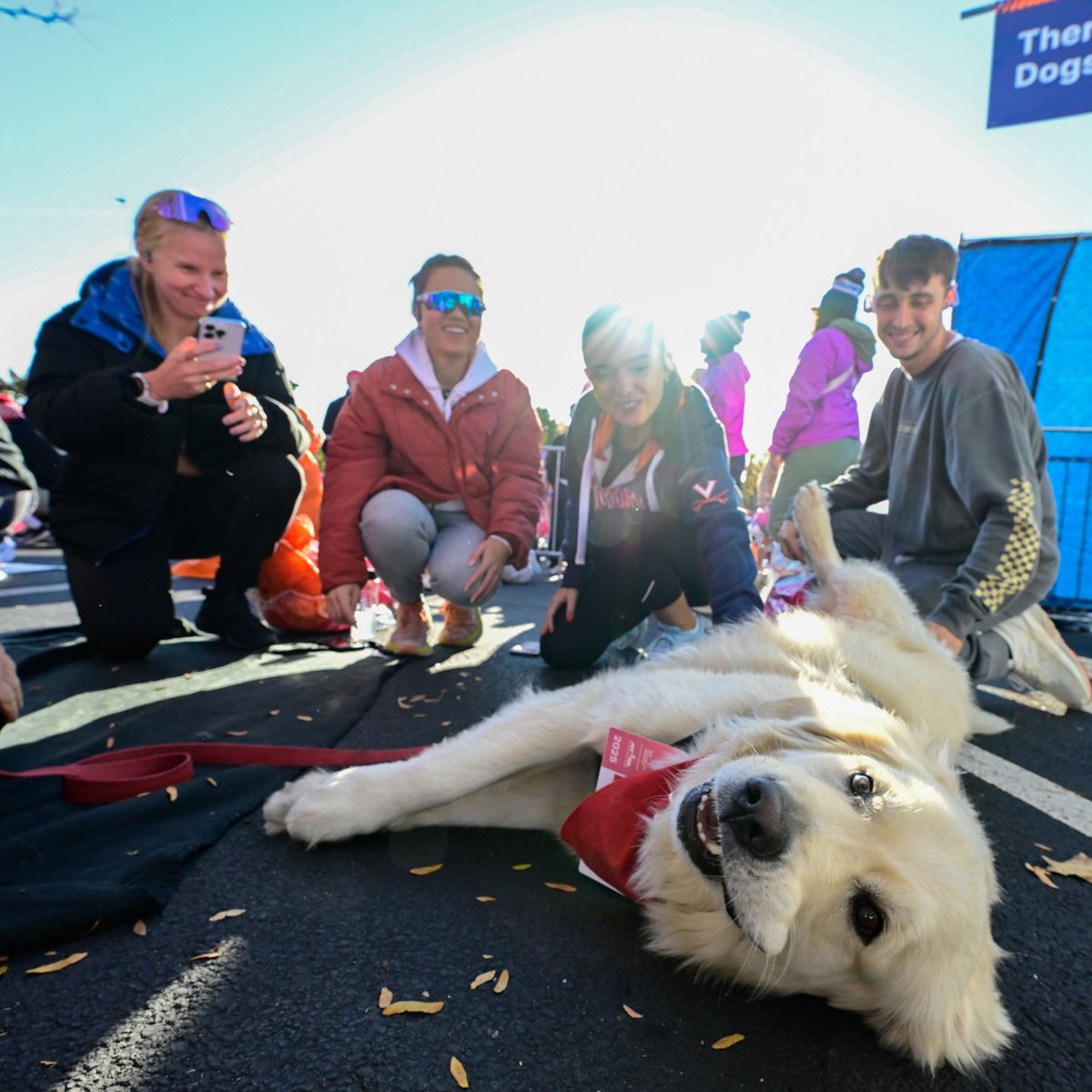 Therapy dog