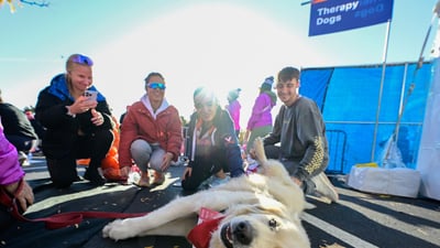 Therapy dog