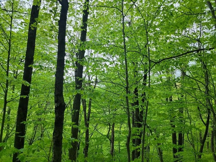 White Mountain Forestry Project