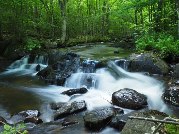 Eagle Mountain Forestry Project