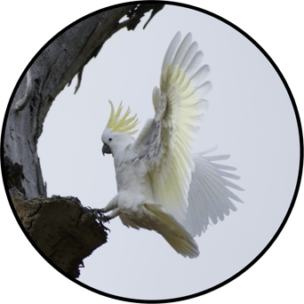 AniMoves at the Zoo: Rising New York Road Runners Virtual Challenge