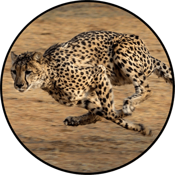 AniMoves at the Zoo: Rising New York Road Runners Virtual Challenge