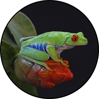 AniMoves at the Zoo: Rising New York Road Runners Virtual Challenge