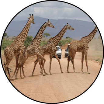 AniMoves at the Zoo: Rising New York Road Runners Virtual Challenge