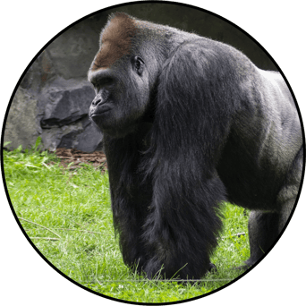 AniMoves at the Zoo: Rising New York Road Runners Virtual Challenge