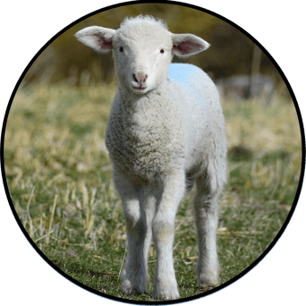 AniMoves at the Zoo: Rising New York Road Runners Virtual Challenge