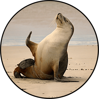 AniMoves at the Zoo: Rising New York Road Runners Virtual Challenge