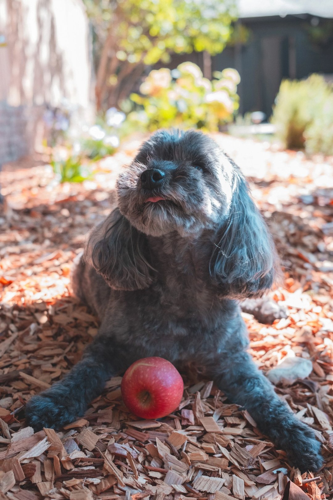 A gray dog sitting on wood chips in a garden, with an apple placed in front of it.
