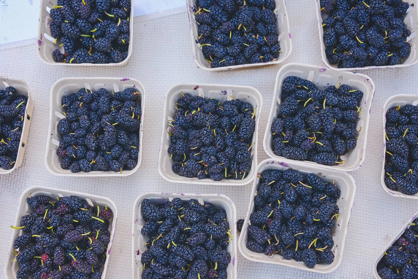 Freshly picked blackberries arranged in small containers on a surface.