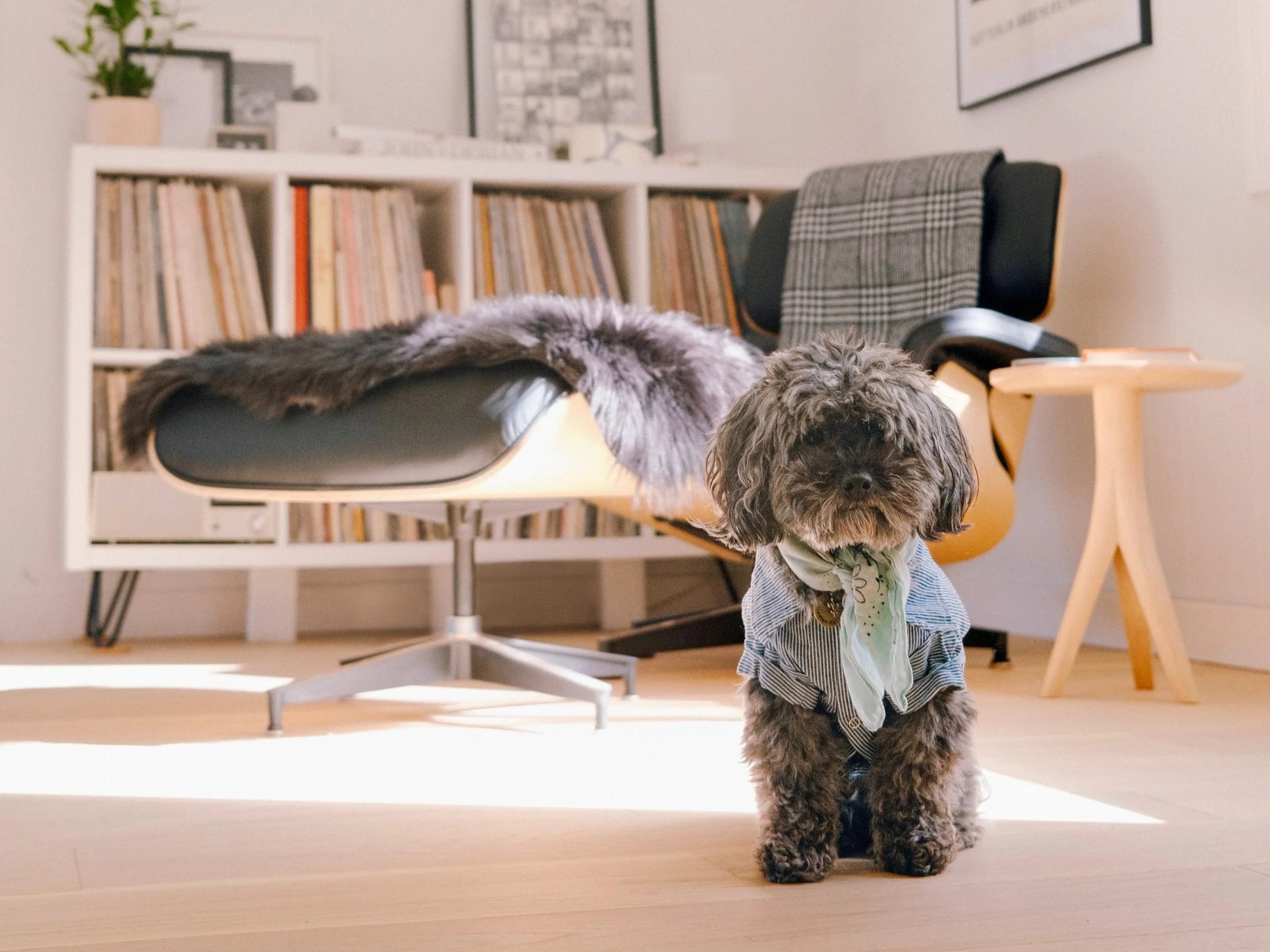 A small, fluffy dog wearing a striped shirt and a scarf stands on a wooden floor in a stylish room with a chair and shelves of books.
