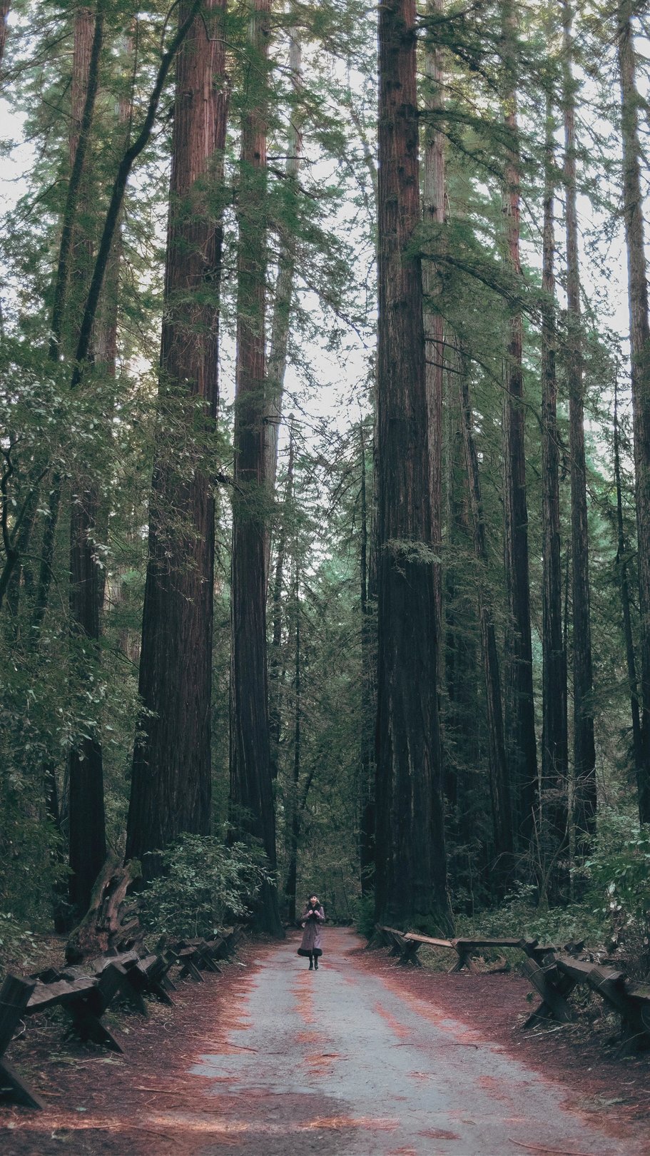 A person stands on a path surrounded by tall redwood trees in a forest.
