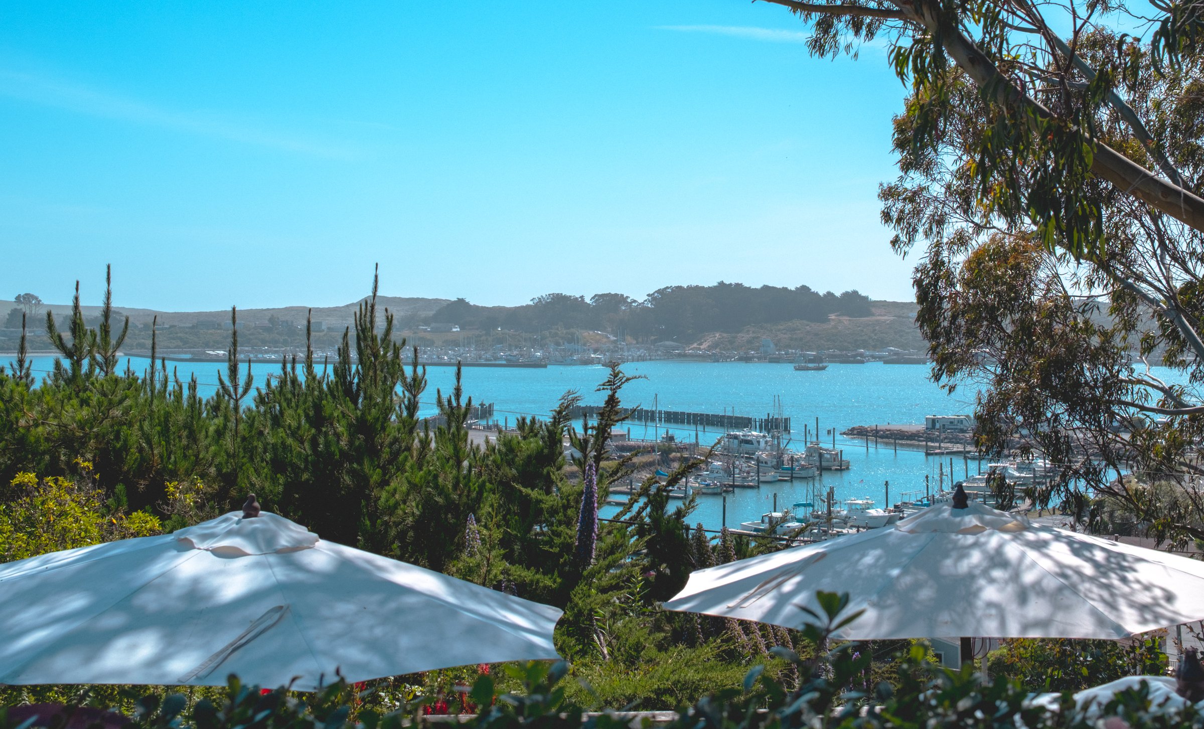 The Road to Bodega Bay gallery image: A scenic view of a marina with boats docked, surrounded by greenery and large umbrellas in the foreground under a clear blue sky.