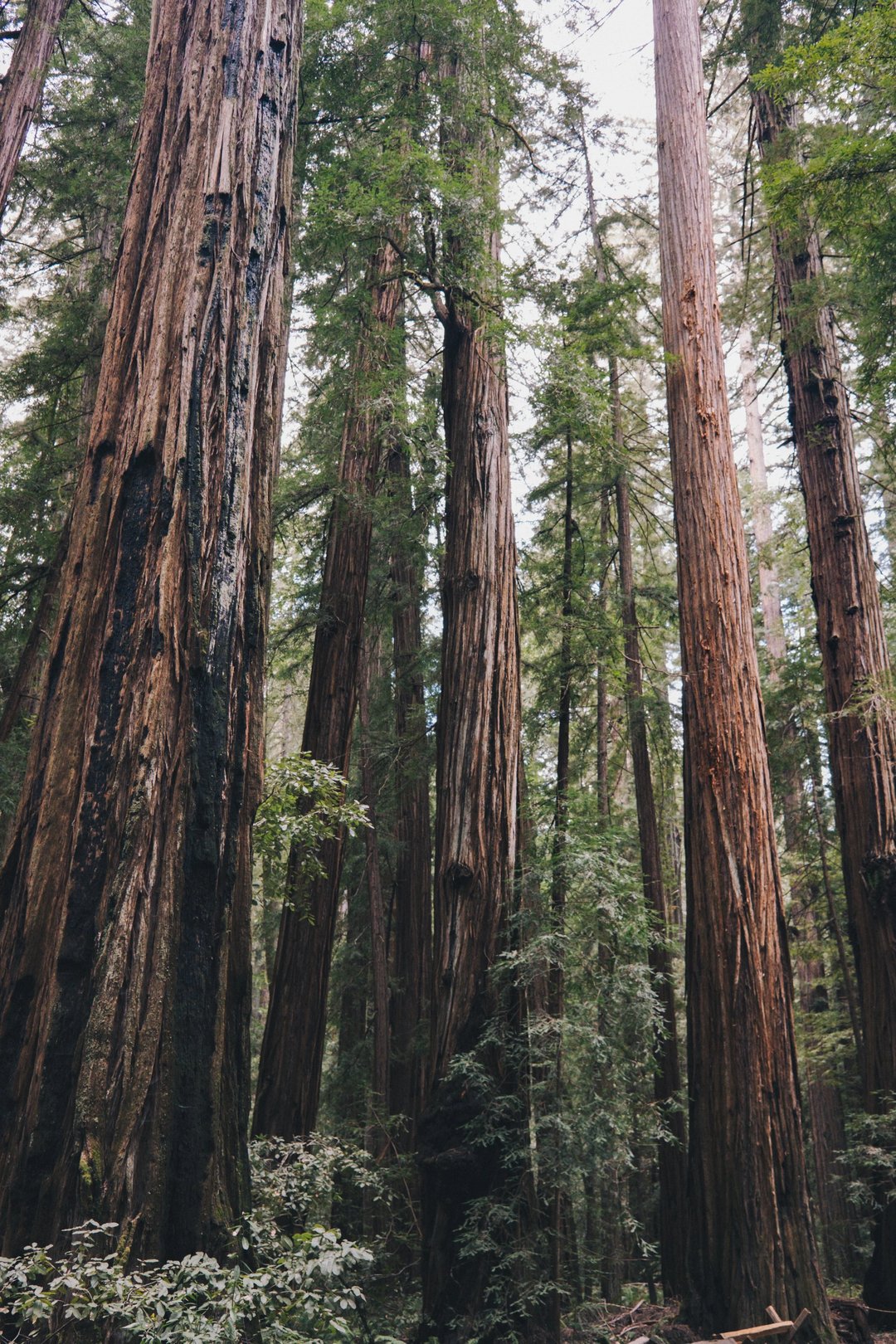 Tall redwood trees in a dense forest with a canopy of leaves above.