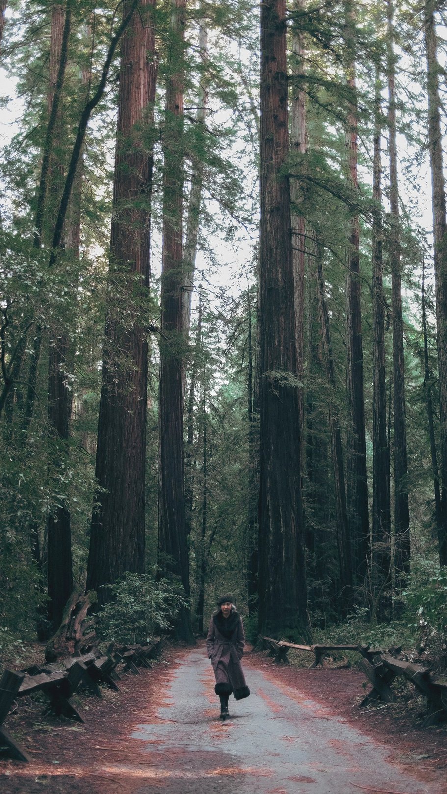 A person walks along a gravel path surrounded by tall redwood trees.