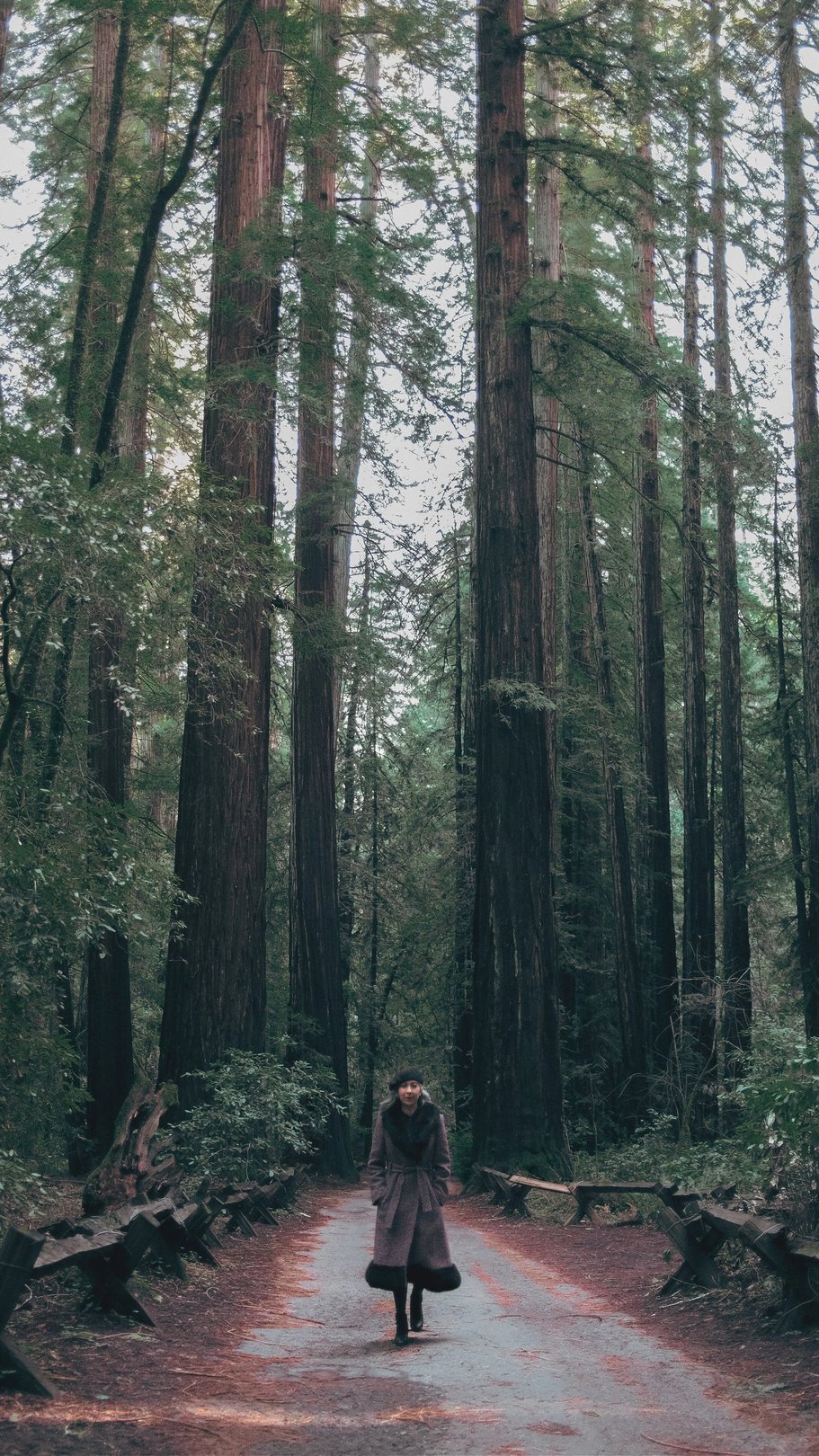 A person walks along a path in a dense redwood forest surrounded by tall trees.