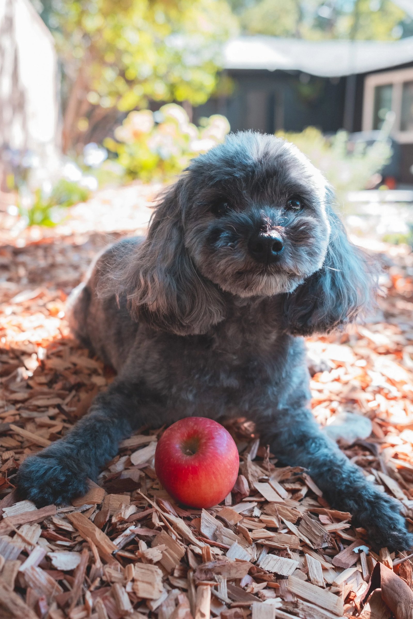 A small, fluffy dog rests outdoors on a bed of leaves, with a red apple in front of it.
