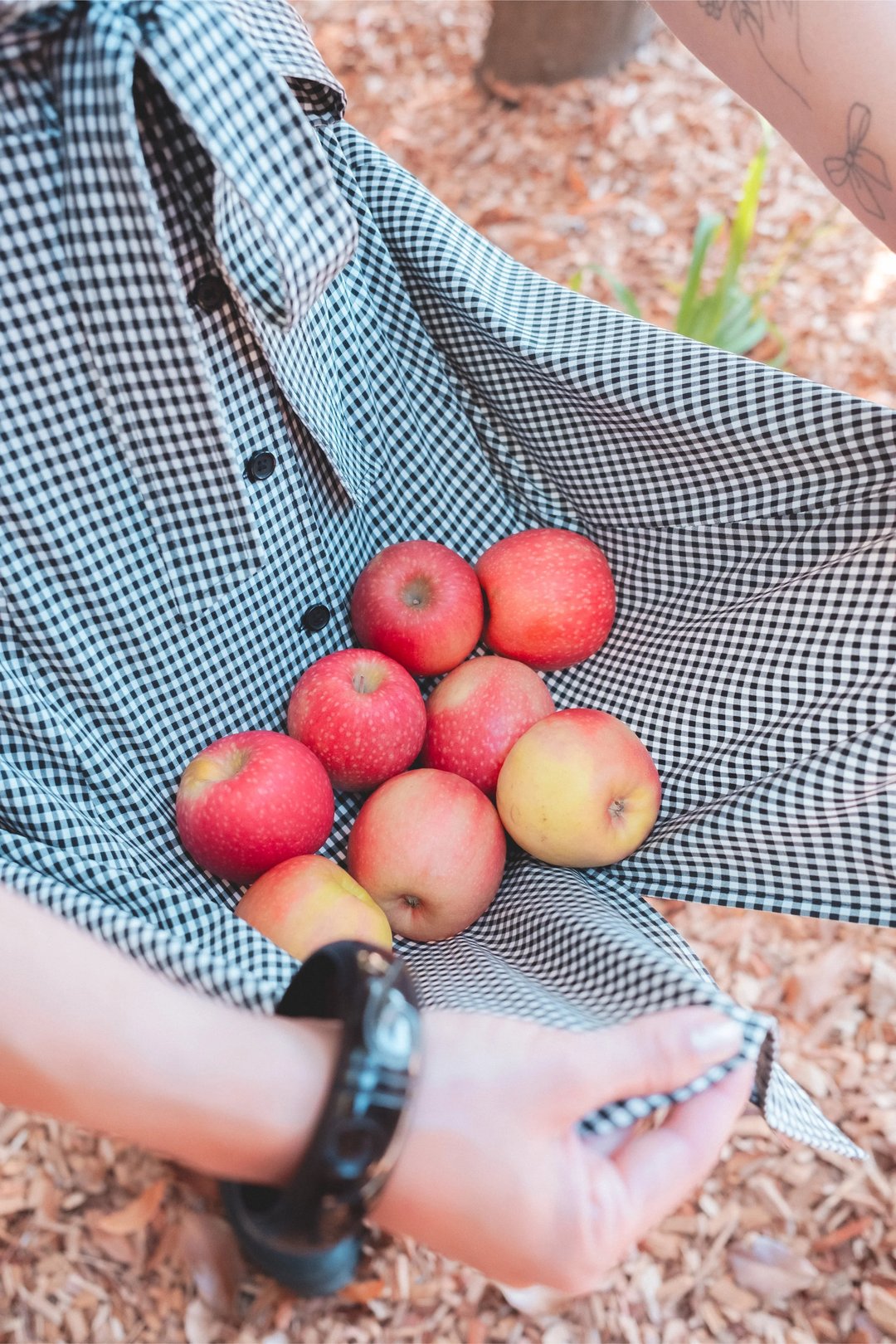 A person holding a checkered shirt with several red and yellow apples nestled inside.