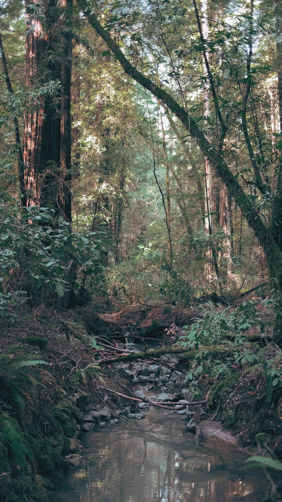 A serene forest scene featuring tall redwood trees surrounding a small creek.