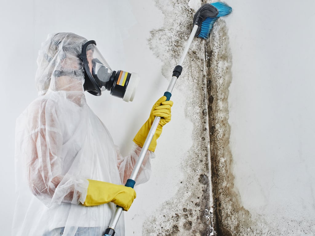 Professional mold remediation technician