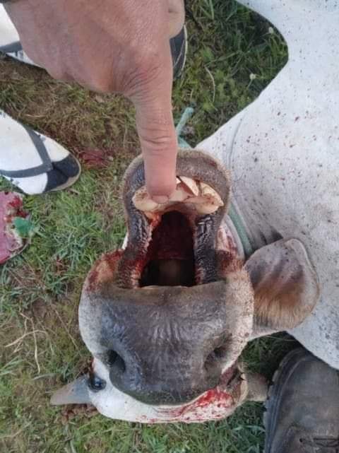 nota