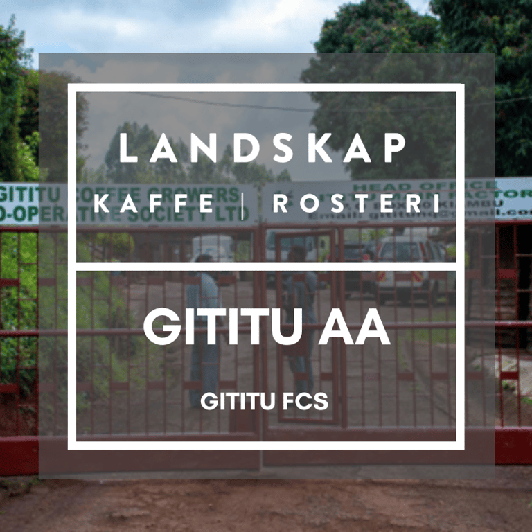 Gititu AA, Kiambu, Kenya