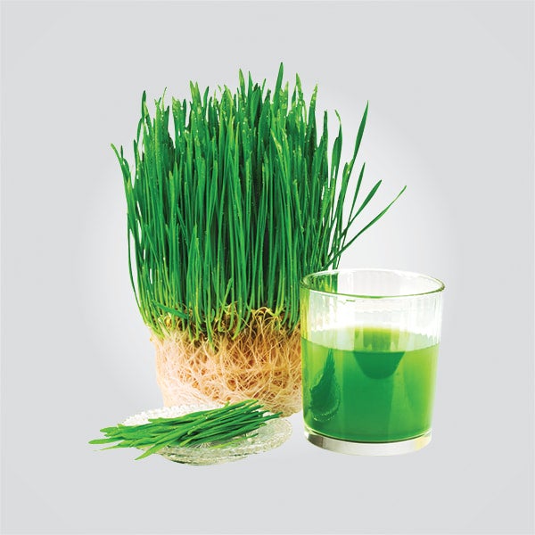 Wheat Grass Shot