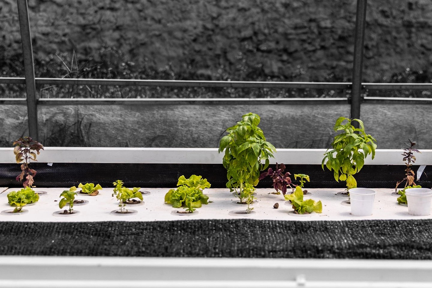 L’Agricoltura del Futuro