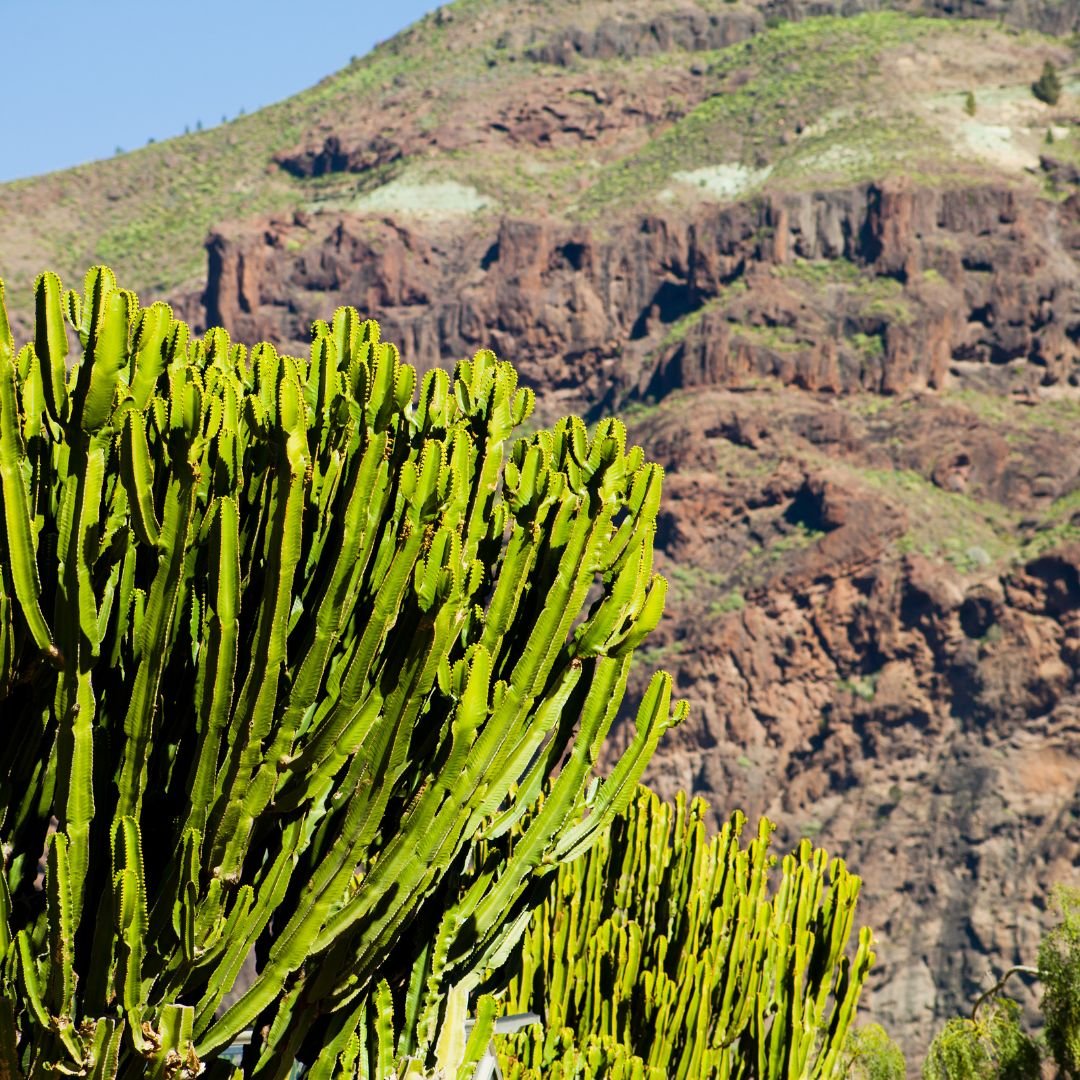 Miel de l’Atlas du Maroc – Origine naturelle des euphorbes, riche en antioxydants et bienfaits pour la peau et les cheveux