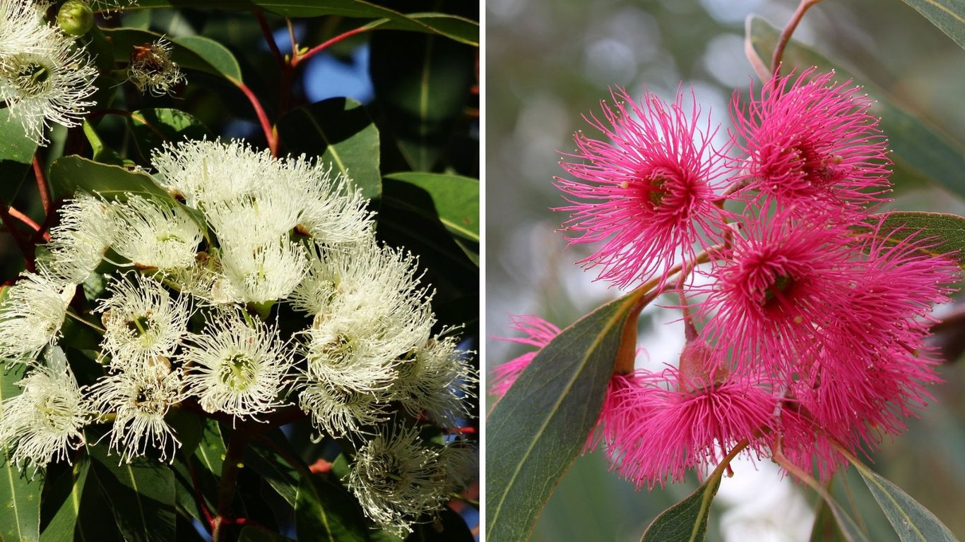 Eucalyptus bienfaits cosmetique naturel Cocoon d'Orient