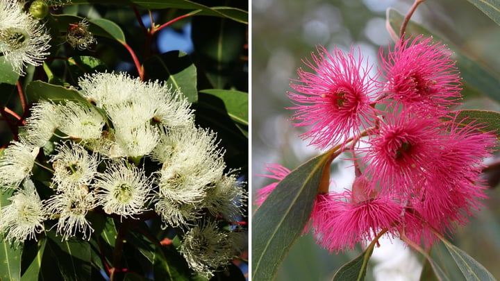 Eucalyptus fra&icirc;cheur purifiante rituel hammam - Cocoon d'Orient