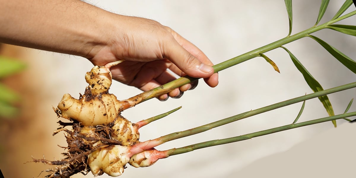Gingembre bienfaits cosmetique naturel Cocoon d'Orient