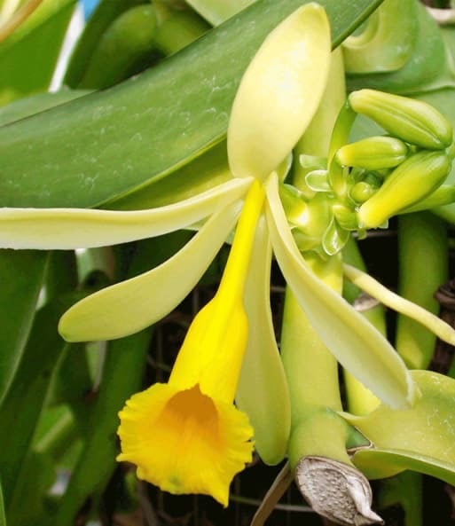 Vanille bienfaits cosmetique naturel Cocoon d'Orient