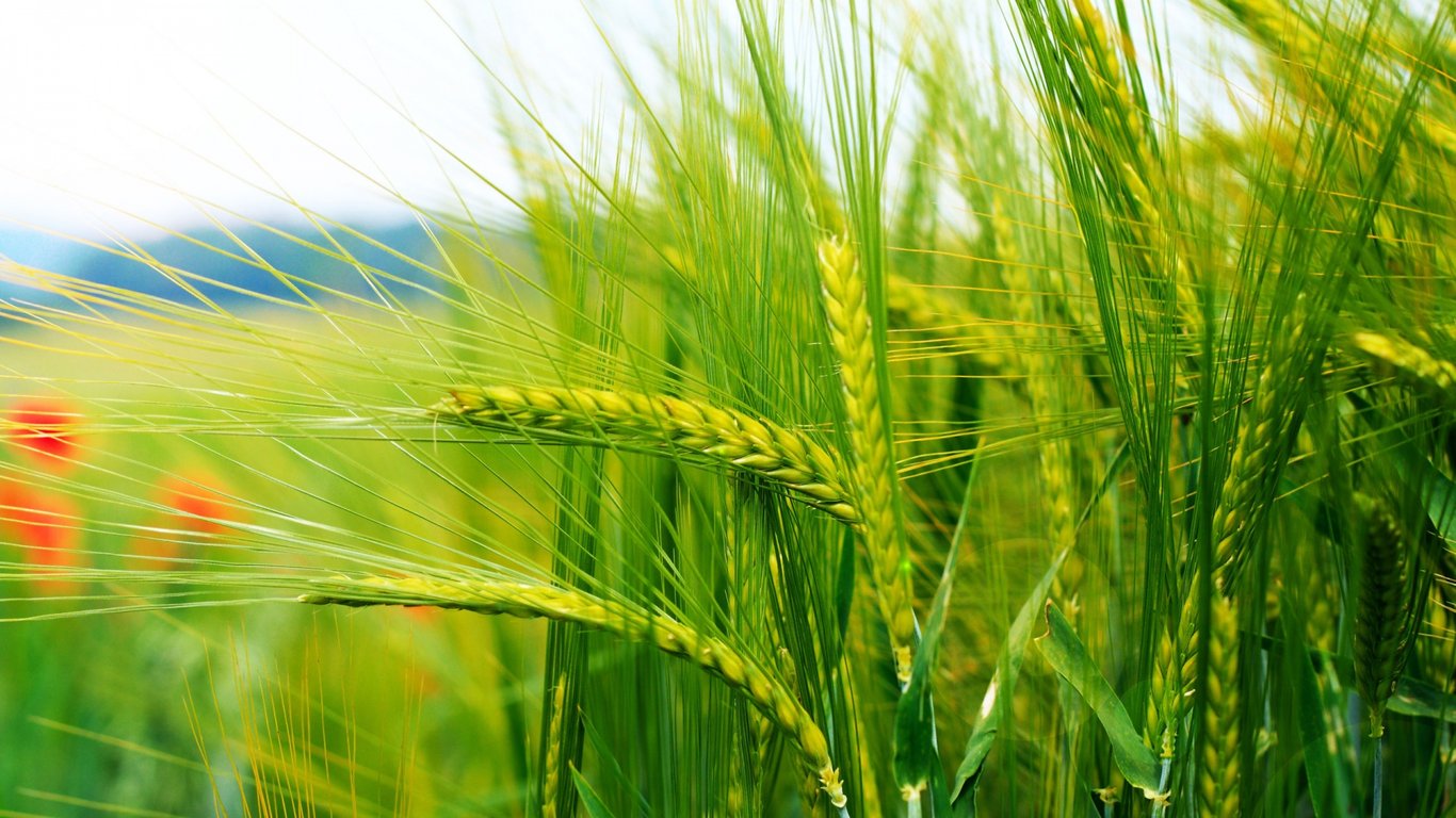 Germe de Bl&eacute; bienfaits cosmetique naturel Cocoon d'Orient