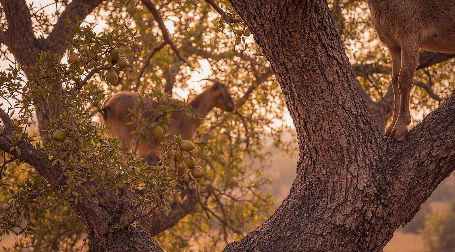 Extraction traditionnelle de l'huile d'argan au Maroc