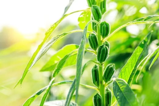 S&eacute;same bienfaits cosmetique naturel Cocoon d'Orient