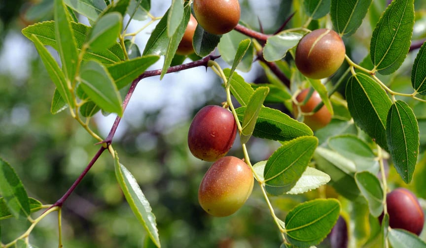 Jojoba bienfaits cosmetique naturel Cocoon d'Orient