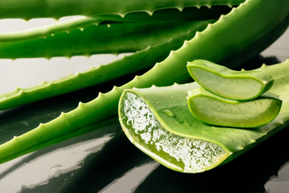 Aloe vera bienfaits hydratation peau Cocoon d'Orient