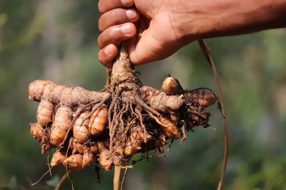 Curcuma bienfaits cosmetique naturel Cocoon d'Orient