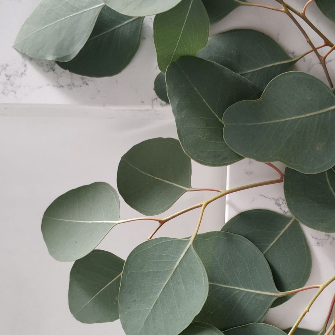 Bienfaits de l’eucalyptus sur la peau — fraîcheur, pureté et détente naturelle