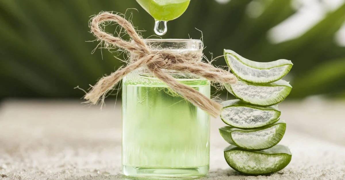 Aloe vera plante gel feuille bienfaits Cocoon d'Orient