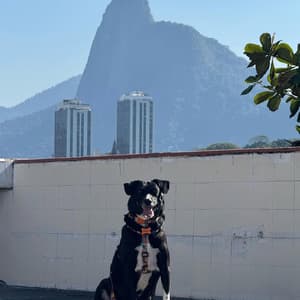 Gal do Bar ao Mar Rio - 1