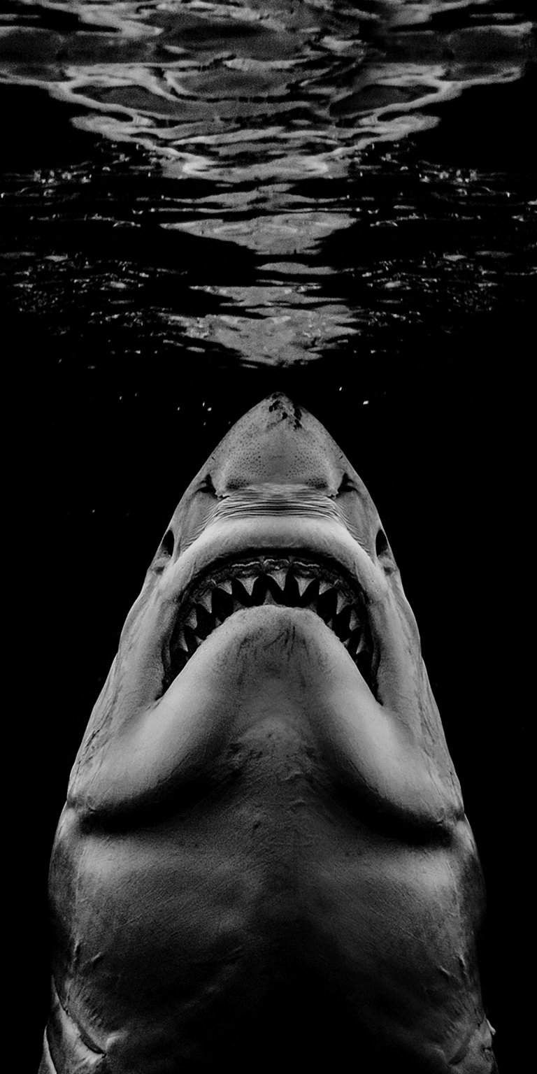 Shark photo showing its sharp teeth wallpaper