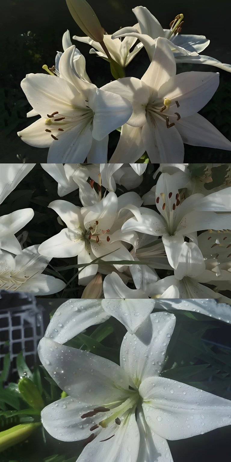 White lily flowers iPhone wallpaper HD