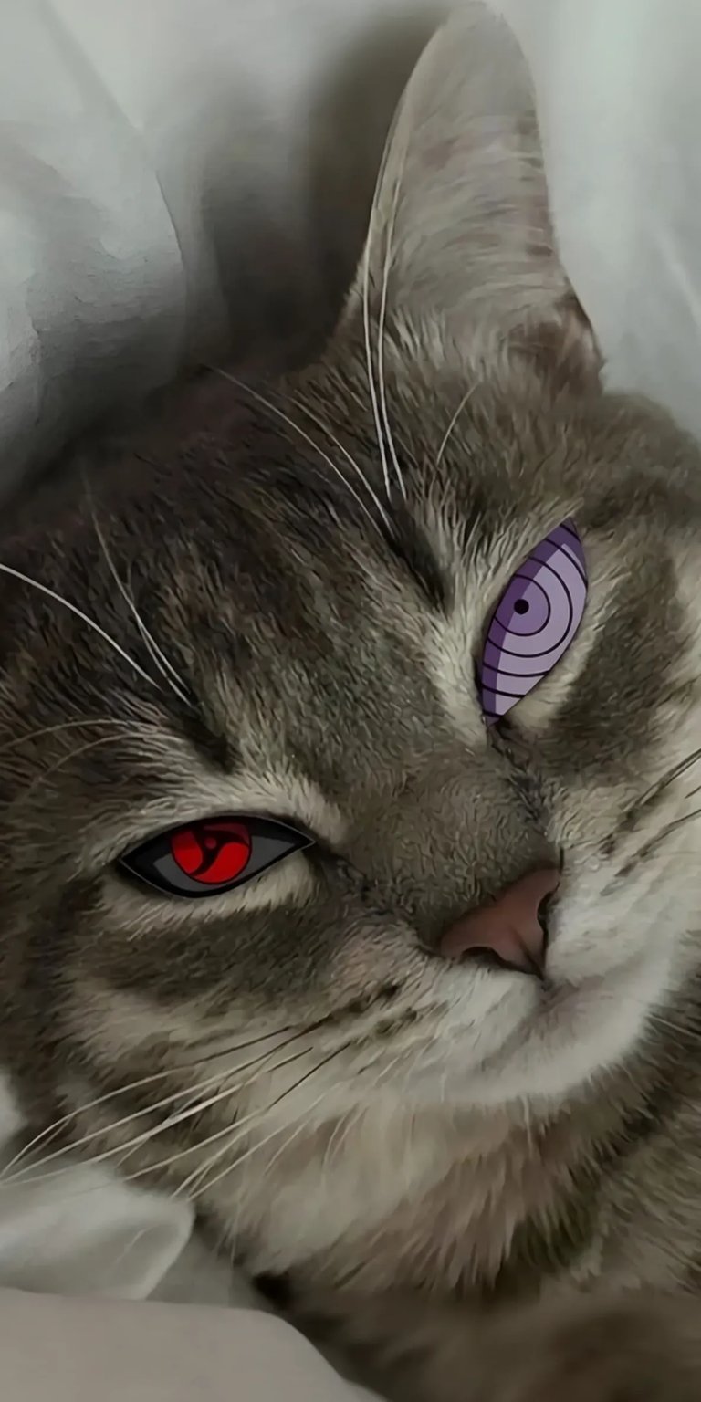 Cat eyes different color iPhone wallpaper 4K