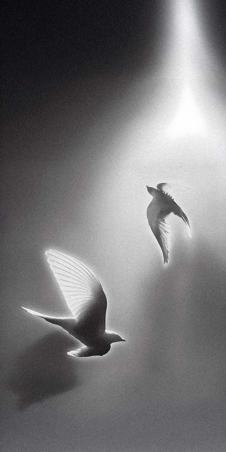 White pigeons wallpaper HD for iPhone