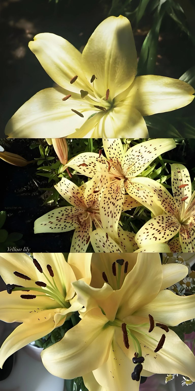 Yellow lily flowers iPhone wallpaper HD