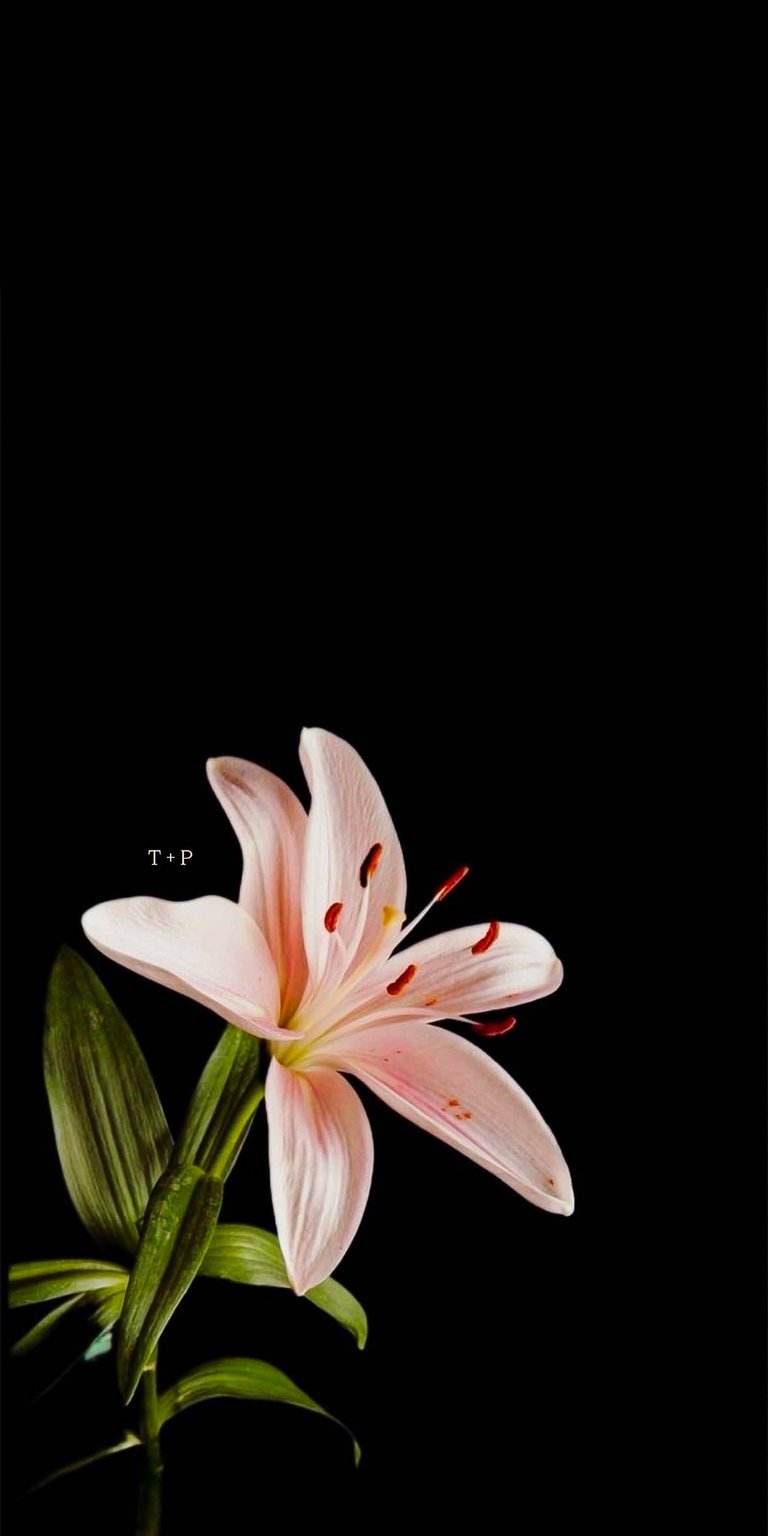 Lily Initial Flowers Aesthetic iPhone Wallpaper
