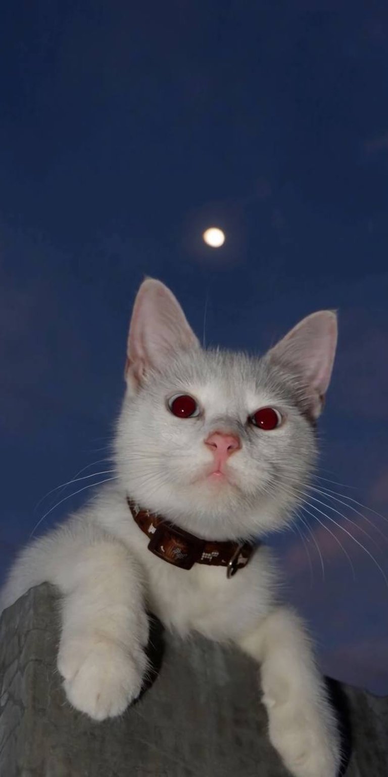 White cat with collar staring wallpaper iPhone 4K